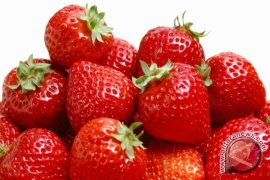 Jagung manis dan strawberi diminati wisatawan