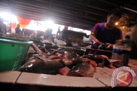 Harga ikan bahan baku pempek bergerak naik