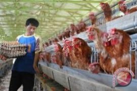 Stok Pakan Ternak Unggas Di Pangkalpinang Terbatas