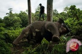 80 Gajah Zimbabwe Tewas Diracun