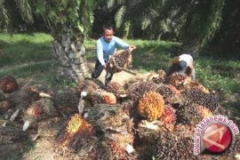 Harga TBS sawit di Barito Utara naik tipis