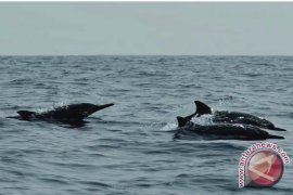 Waduh! TNTP Catat Empat Kasus Kematian Lumba-Lumba Di Seruyan