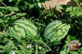 Permintaan Semangka Meningkat Tajam Di Bulan Ramadan 