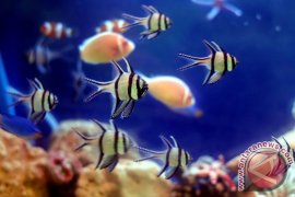 Ikan Hias Endemik