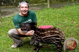 Tapir TSI menjadi perhatian Kebun Binatang Australia