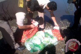 Bawang Bombay dan Kol Ilegal