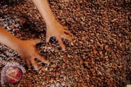 Harga kakao di Polman turun 