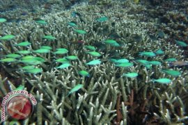 Ada Taman Laut Baru di Nusa Penida