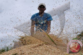 Bps: produksi padi NTB 2013 diperkirakan turun
