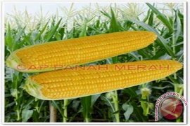 Produksi Pertanian Lampung Meningkat
