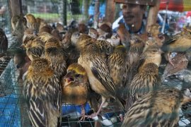 BURUNG KUTILANG BATIK Page 1 Small