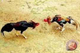 Polisi Tangkap Tujuh Pelaku Judi Sabung Ayam