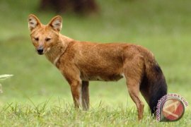 Anjing hutan  resahkan peternak kambing di Lebak