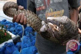 BKSDA lepasliarkan 33 ekor terenggiling