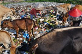 SAPI MAKAN SAMPAH Page 1 Small