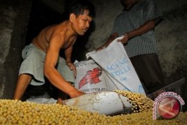 Harga Kedelai di Pontianak Rp9.000/kg 