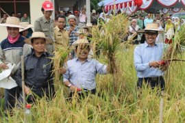 Panen Padi Page 14 Small