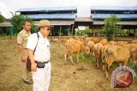 Sebuku  Pusat Peternakan Sapi Bali 