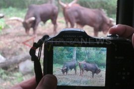 Koleksi Satwa Watusi di KBS Bertambah
