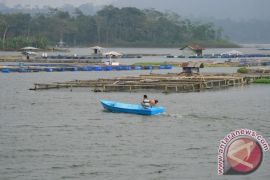 Ratusan ton ikan mati petani rugi miliaran