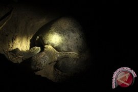 Perampok satwa sikat telur penyu di Pulau Sangalaki