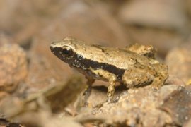 Misteri Satu Spesies Katak Terkecil di dunia Diungkap