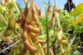 Mentan: Produksi Kedelai Masih Jadi Kendala