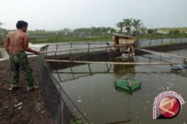 Bantul belum tentukan langkah pascapenutupan tambak udang 