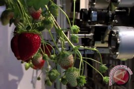 Jepang kembangkan robot pemetik stroberi