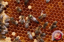 Serangan Tawon Tewaskan 19 Orang Di China Barat