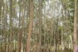 APKI: Pemerintah Harus Berani Tantang NGO      