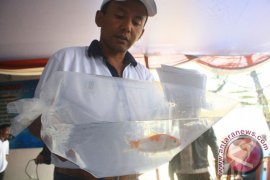Ribuan ikan koi asal Sukabumi ikuti kontes
