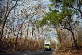 Hutan Jati Meranggas