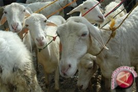 Mendekati Idul Adha puluhan kambing di Sukabumi dicuri