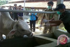 Bantul mulai intensifkan pemeriksaan kesehatan hewan kurban 