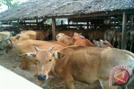 Harga Hewan Kurban Melambung 