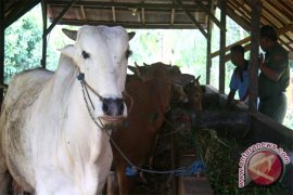 DP3KP Kotawaringin Timur Periksa 1.700 Hewan Kurban 