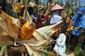 HARGA JAGUNG TURUN Page 1 Small