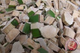 Pelepah Sawit  Untuk  Pakan Ternak 