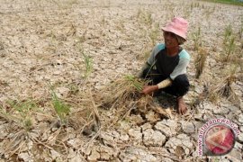 Legislator : Kekeringan Tak Pilih-pilih 