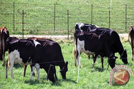 Kementerian Pertanian siap luncurkan asuransi sapi  