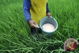 Pemupukan berimbang tingkatkan hasil panen Kampung Petroganik Jombang