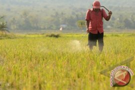 Tungro Serang Tanaman Padi Petani Sungai Rasau    
