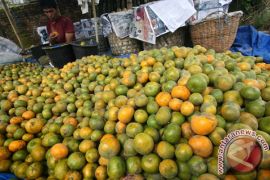 Yuzu, buah terseksi di dunia