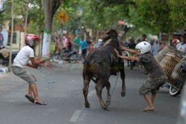 Sapi Kurban Mengamuk