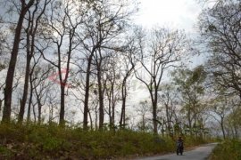 Hutan Jati Meranggas