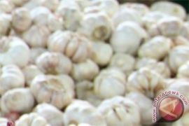 Bawang Putih Bermanfaat Untuk Susu Formula 