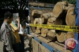 Oknum Brimob Ditetapkan Sebagai Tersangka Kasus Kayu