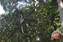 Warga barito kuala kalsel keluhkan hama "warik"