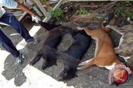 Sejumlah Warga Minta Pemerintah Eliminasi Anjing Liar